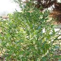 Sarcococca ruscifolia